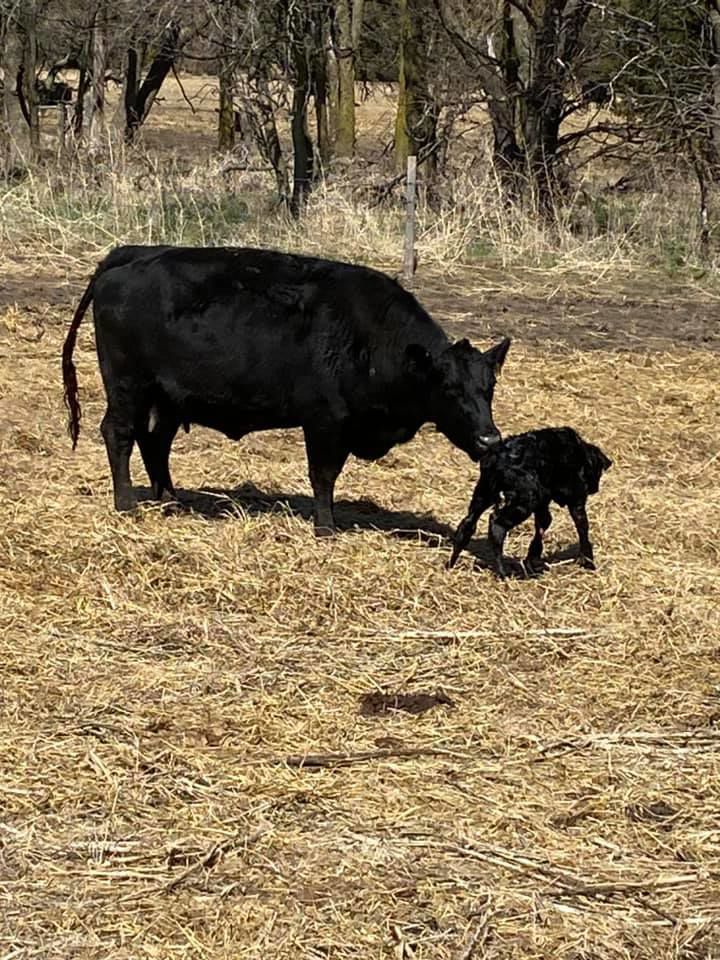 Calf